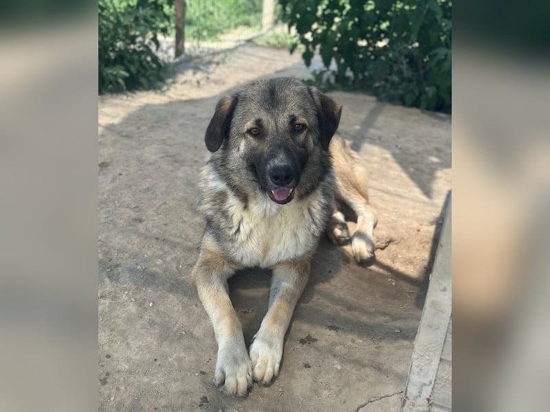 Davio, geb. ca. 06/2023, lebt in GRIECHENLAND, im städt. Tierheim Serres