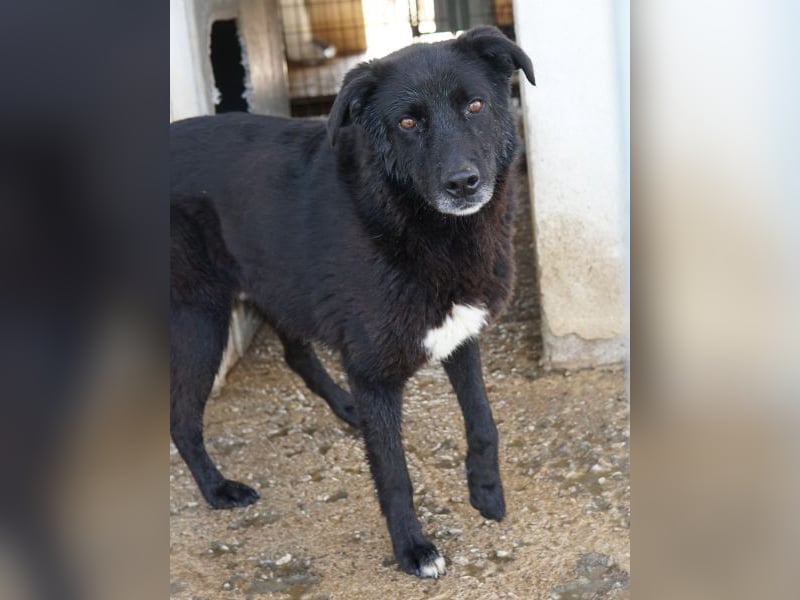 Acero, geb. ca. 01/2019, lebt in GRIECHENLAND, im städt. Tierheim Serres