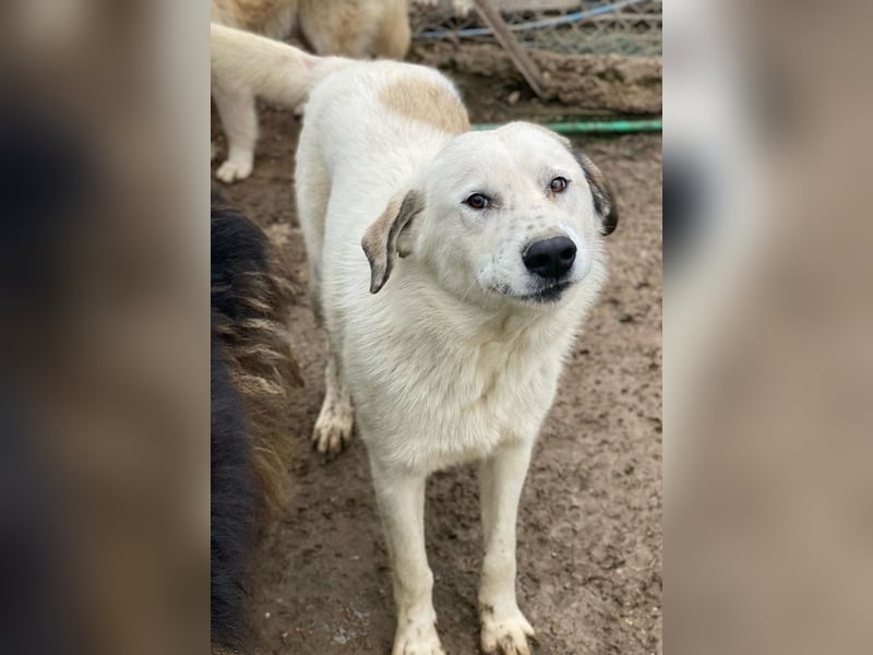  Maximus, geb. ca. 04/2024, lebt in GRIECHENLAND, im städt. Tierheim Serres   