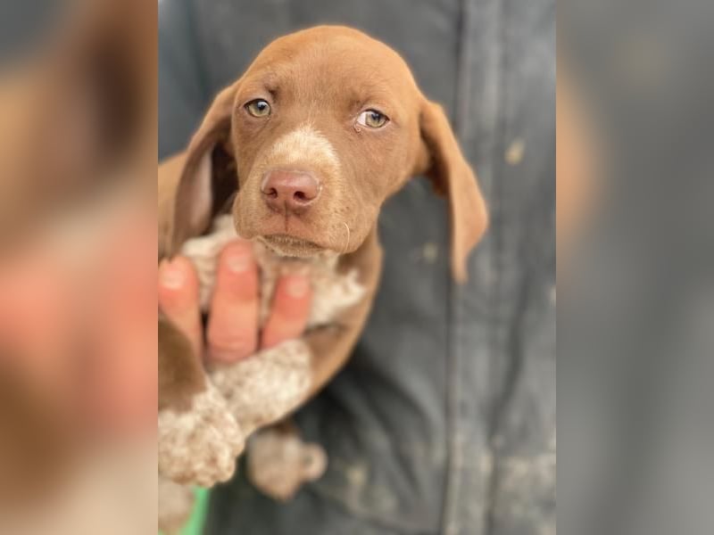 Castanea, geb. ca. 11/2025, lebt in GRIECHENLAND, auf einer privaten Pflegestelle