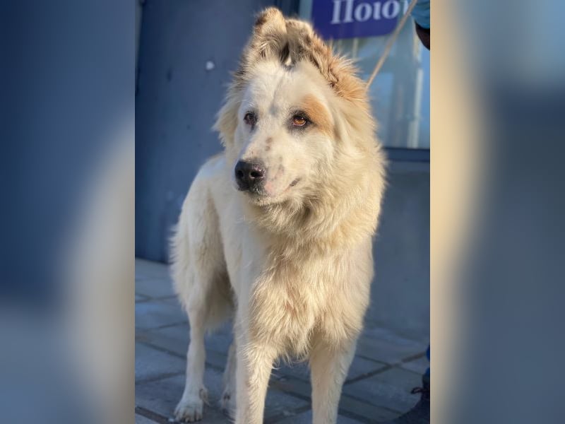 Hope, geb. ca. 03/2024, lebt in GRIECHENLAND, im städt. Tierheim Serres