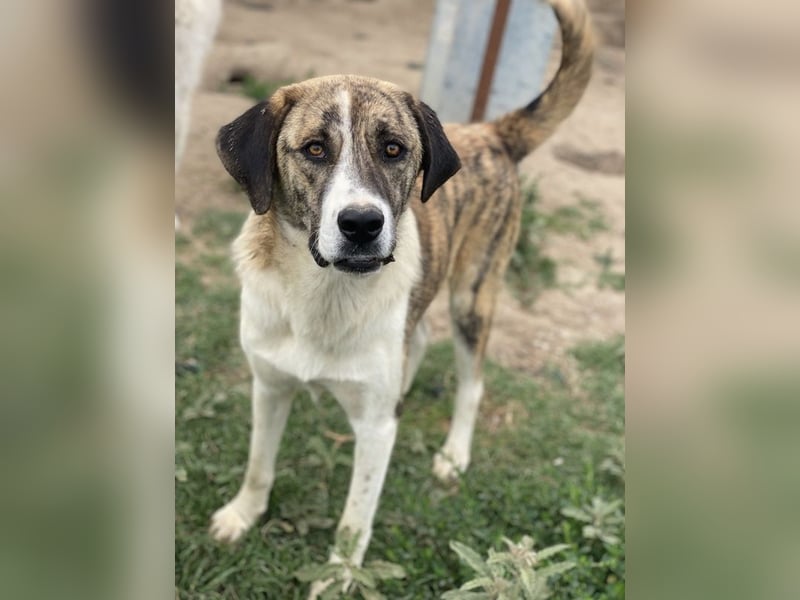 Indira, geb. ca. 01/2023, lebt in GRIECHENLAND, im städt. Tierheim Serres