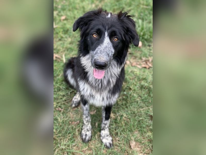 Lessa, geb. ca. 09/2022, lebt in GRIECHENLAND, im städt. Tierheim Serres