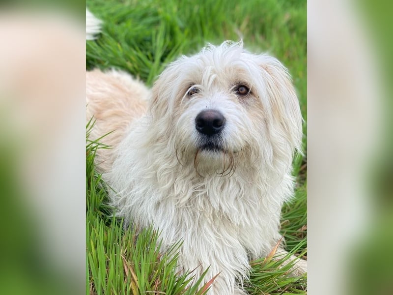 Wuschel, geb. ca. 09/2024, lebt in GRIECHENLAND, im städt. Tierheim Serres