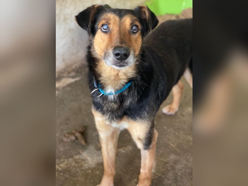 Tizian, geb. ca. 04/2022, lebt in GRIECHENLAND, auf einer privaten Pflegestelle