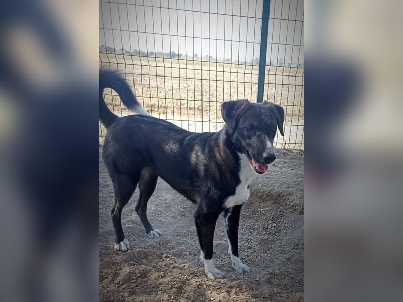 Laura, geb. ca. 06/2019, lebt in GRIECHENLAND, auf einer privaten Pflegestelle