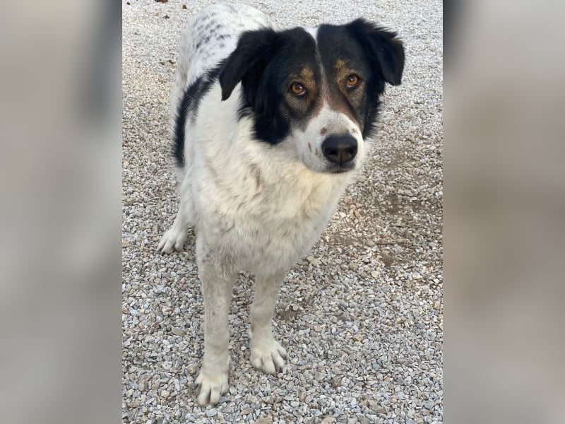 Xalia, geb. ca. 03/2018, lebt in GRIECHENLAND, im städt. Tierheim Serres