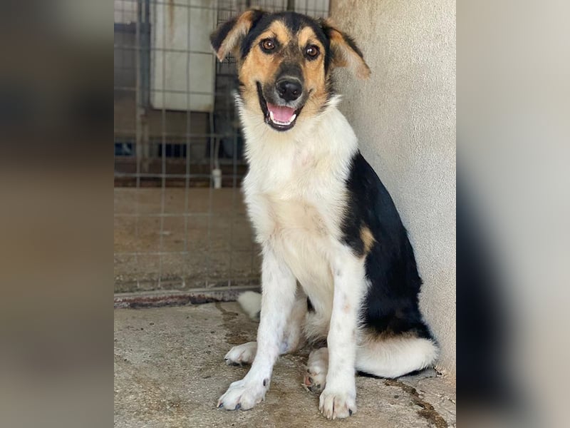 Kati, geb. ca. 03/2025, lebt in GRIECHENLAND, im städt. Tierheim Serres