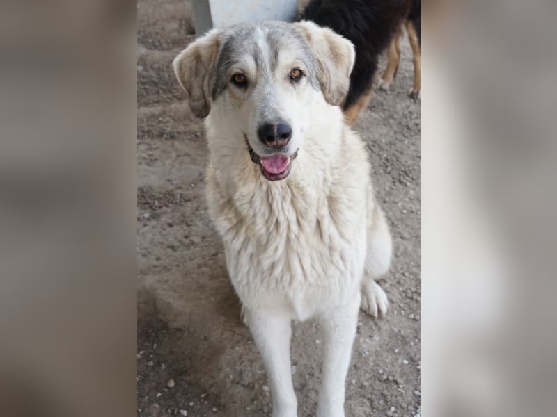 Lykos, geb. ca. 12/2023, lebt in GRIECHENLAND, im städt. Tierheim Serres