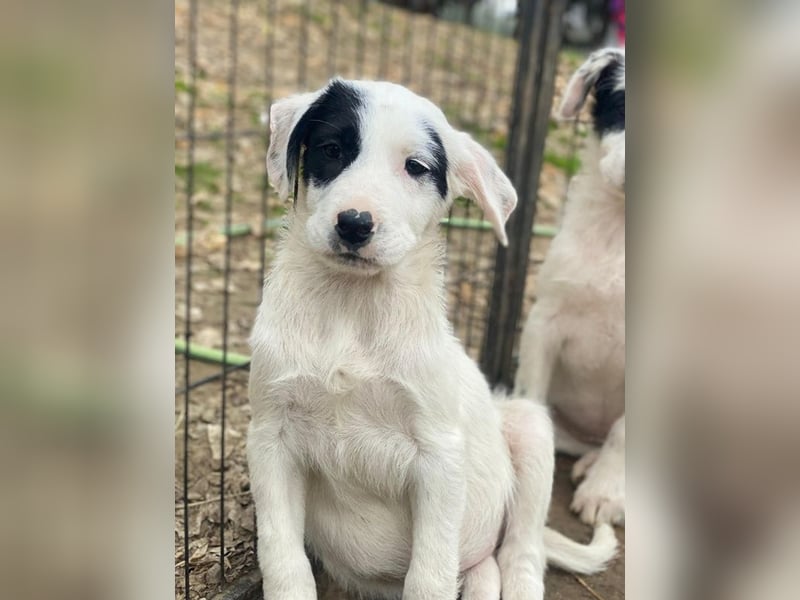 Chardonnay, geb. ca. 08/2025, lebt in GRIECHENLAND, auf einer privaten Pflegestelle