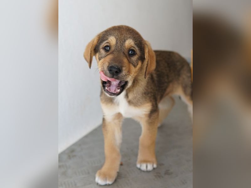 Kuba, geb. ca. 12/2025, lebt in GRIECHENLAND, auf einer privaten Pflegestelle