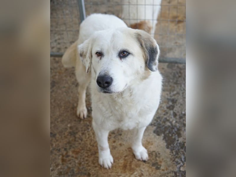 Bruna, geb. ca. 12/2020, lebt in GRIECHENLAND, im städt. Tierheim Serres