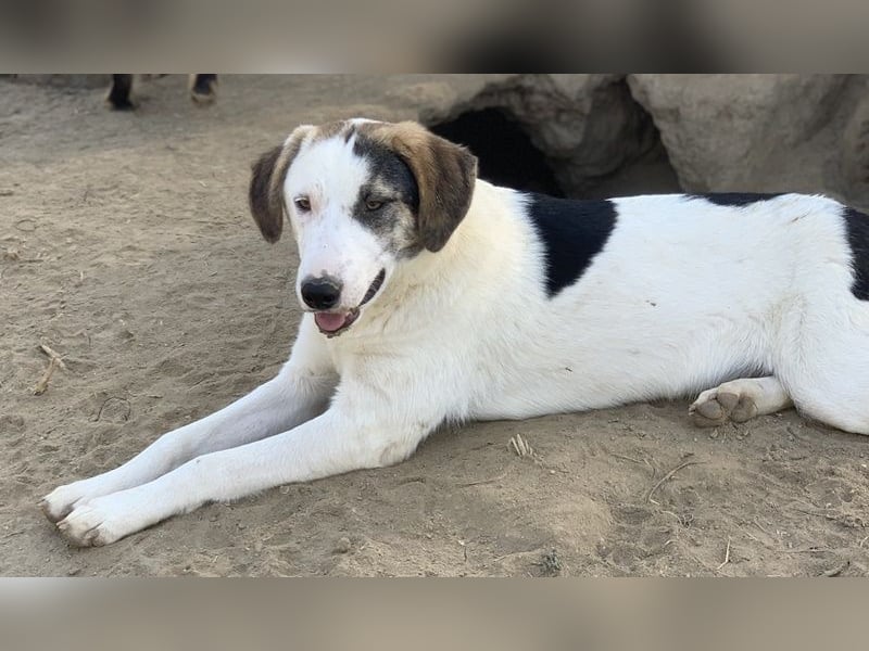 Colette, geb. ca. 02/2022, lebt in GRIECHENLAND, im städt. Tierheim Serres