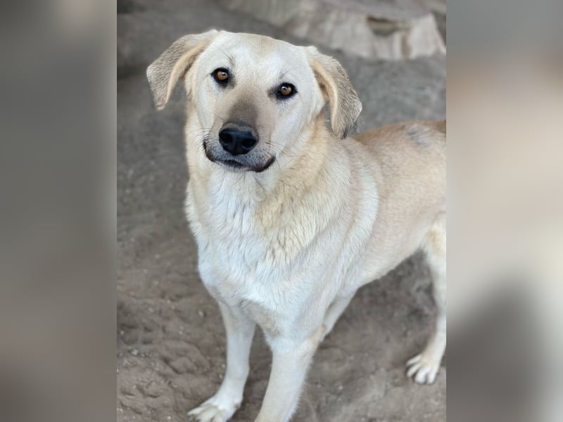 Hänschen, geb. ca. 03/2023, lebt in GRIECHENLAND, im städt. Tierheim Serres