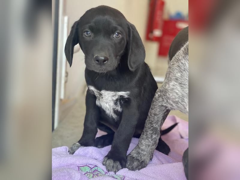 Morus, geb. ca. 11/2025, lebt in GRIECHENLAND, auf einer privaten Pflegestelle