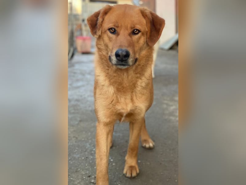 Pixie, geb. ca. 10/2022, lebt in GRIECHENLAND, im städt. Tierheim Serres