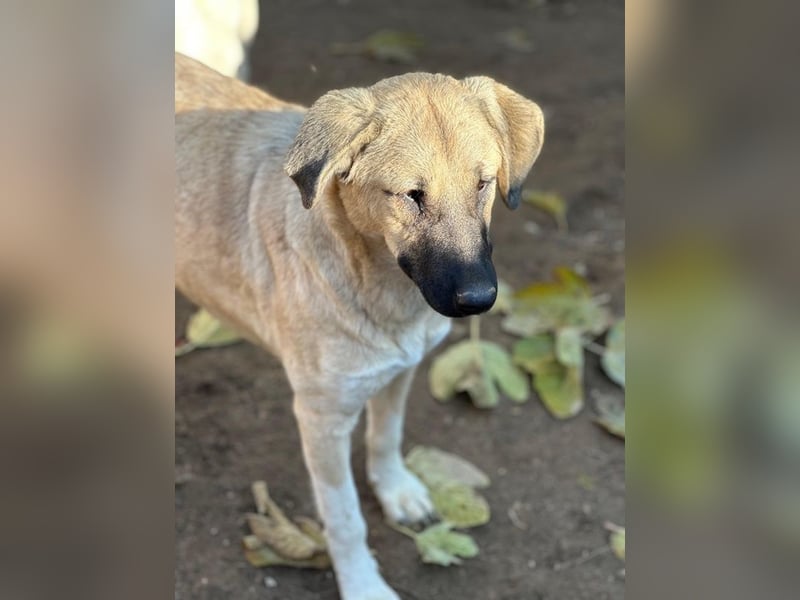 Bangladesh, geb. ca. 01/2024, lebt in GRIECHENLAND, auf einer privaten Pflegestelle