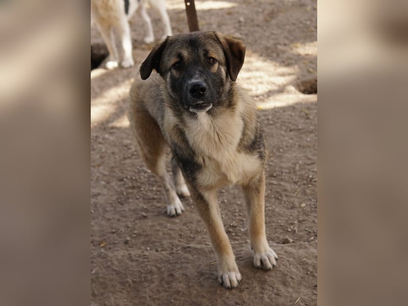 Davio, geb. ca. 06/2023, lebt in GRIECHENLAND, im städt. Tierheim Serres