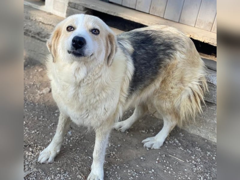 Gelja, geb. ca. 03/2022, lebt in GRIECHENLAND, im städt. Tierheim Serres