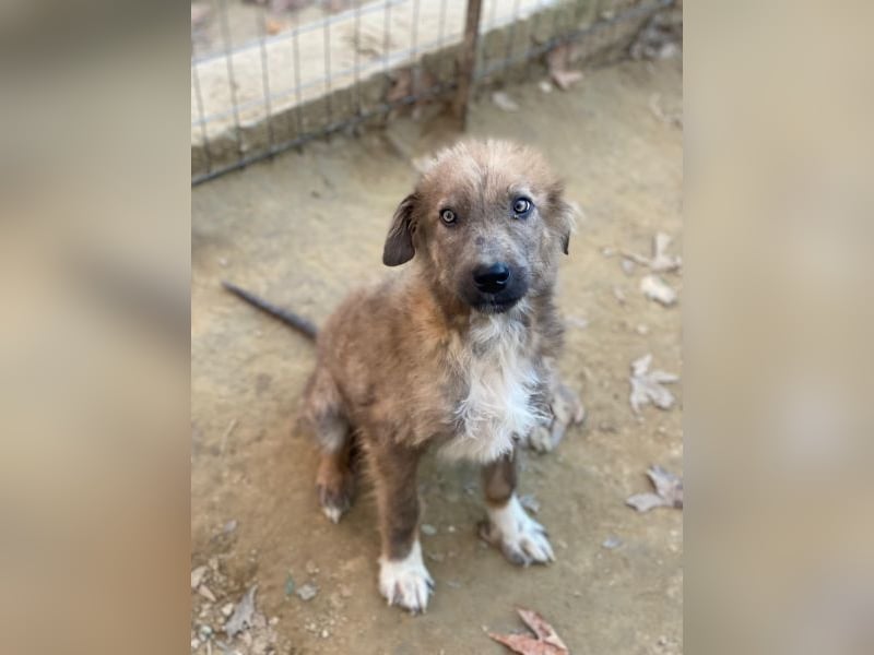 Franklyn, geb. ca. 06/2025, lebt in GRIECHENLAND, auf einer privaten Pflegestelle