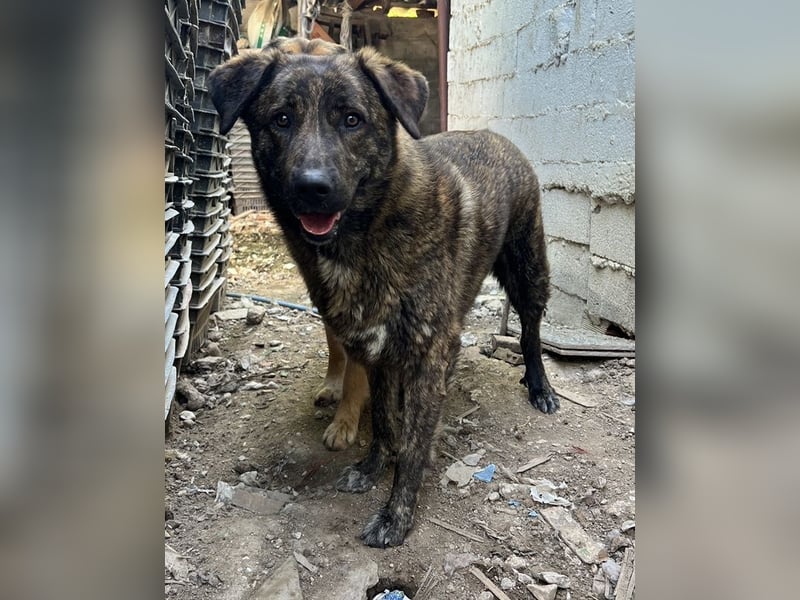 Kelly, geb. ca. 05/2024, lebt in GRIECHENLAND, auf einer privaten Pflegestelle