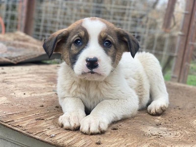 Tonno, geb. ca. 11/2025, lebt in GRIECHENLAND, auf einer privaten Pflegestelle