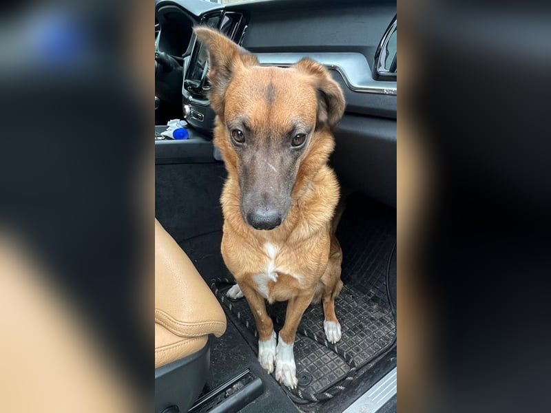 Georgia, geb. ca. 05/2019, lebt bei einer Familie in 13503 Berlin, Vermittlungshilfe