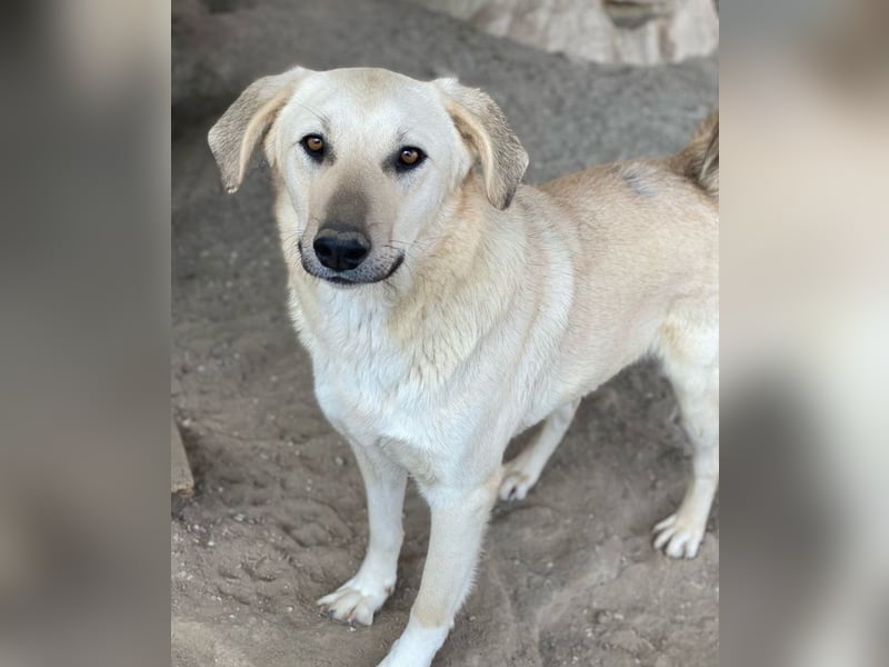 Hänschen, geb. ca. 03/2023, lebt in GRIECHENLAND, im städt. Tierheim Serres