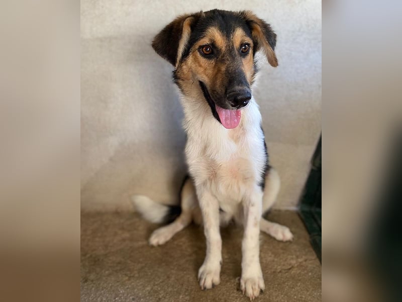 Kati, geb. ca. 03/2025, lebt in GRIECHENLAND, im städt. Tierheim Serres