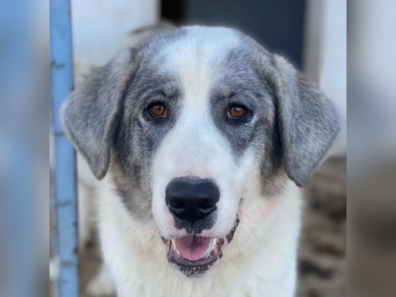 Ryat, geb. ca. 12/2023, lebt in GRIECHENLAND, im städt. Tierheim Serres