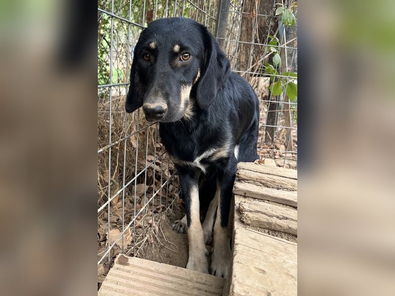 Blueberry, geb. ca. 06/2023, lebt in GRIECHENLAND, auf einer privaten Pflegestelle