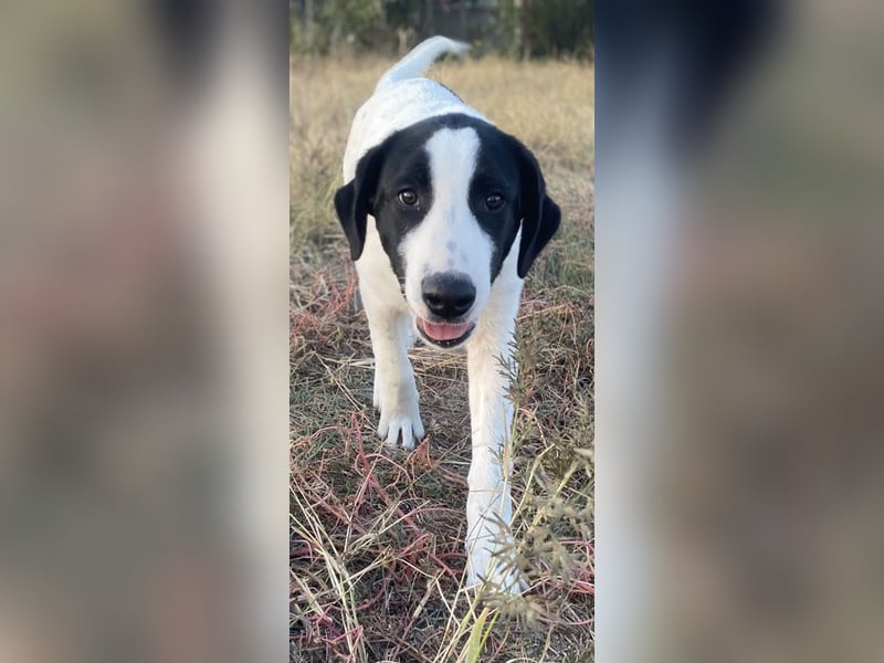 Rico, geb. ca. 05/2022, lebt in GRIECHENLAND, auf einer privaten Pflegestelle