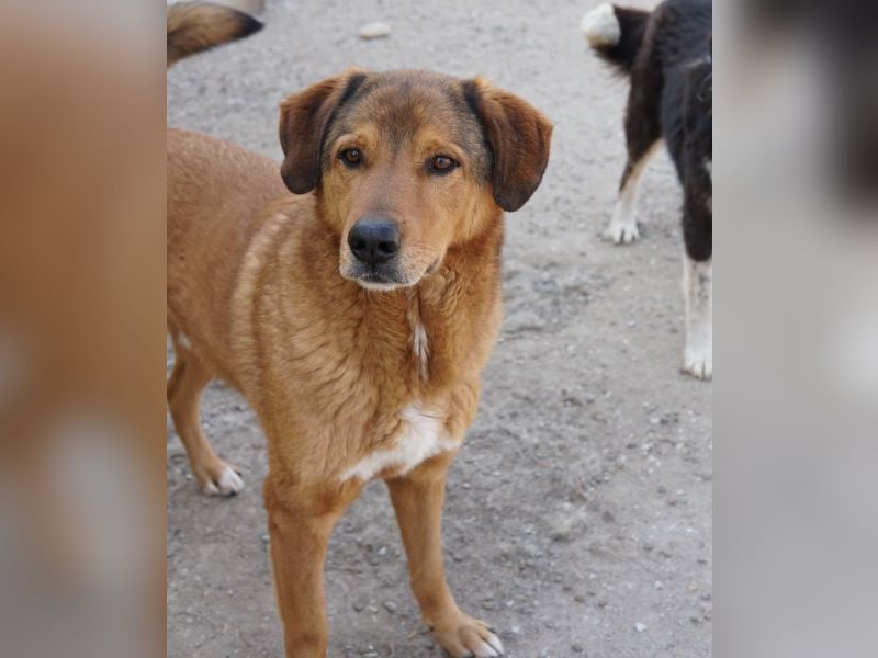 Mikosch, geb. ca. 01/2024, lebt in GRIECHENLAND, im städt. Tierheim Serres