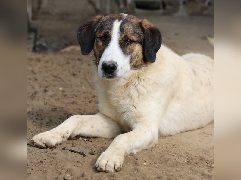 Pitt, geb. ca. 05/2021, lebt in GRIECHENLAND, im städt. Tierheim Serres