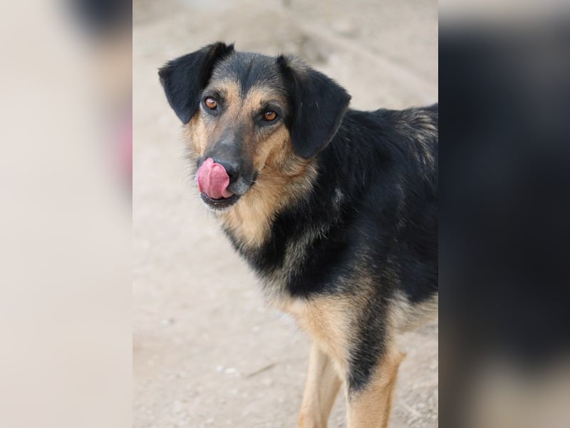 Kitaro, geb. 01/2019, lebt in GRIECHENLAND, im städt. Tierheim Serres