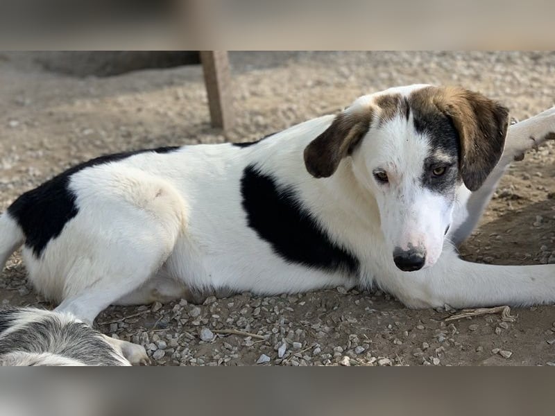  Colette, geb. ca. 02/2022, lebt in GRIECHENLAND, im städt. Tierheim Serres