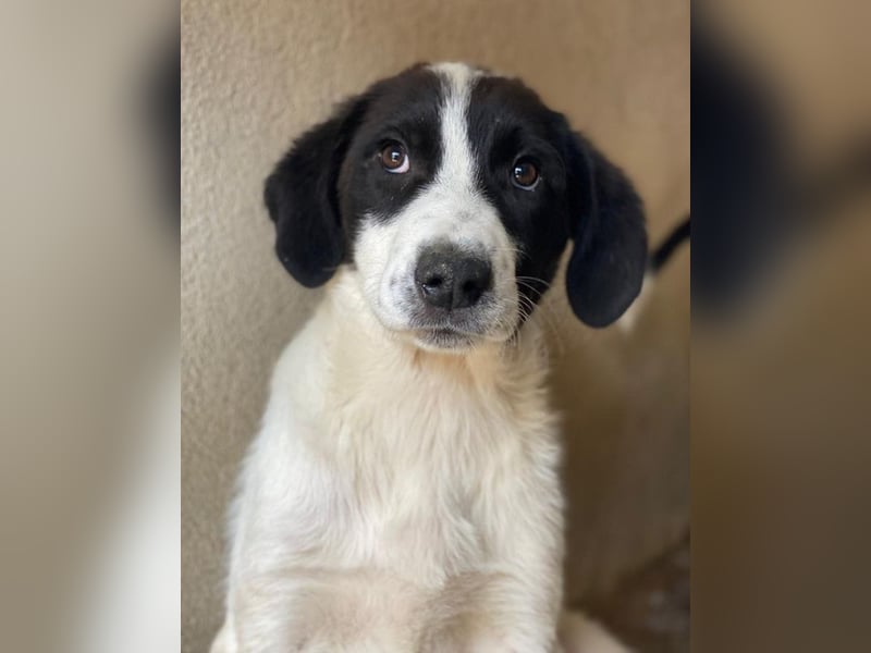 Zenzi, geb. ca. 01/2025, lebt in GRIECHENLAND, im städt. Tierheim Serres