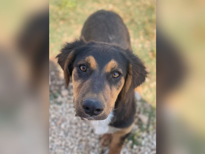 Quasti, geb. ca. 02/2025, lebt in GRIECHENLAND, auf einer privaten Pflegestelle