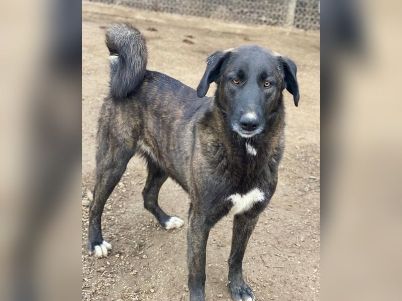 Niabi, geb. ca. 05/2023, lebt in GRIECHENLAND, im städt. Tierheim Serres