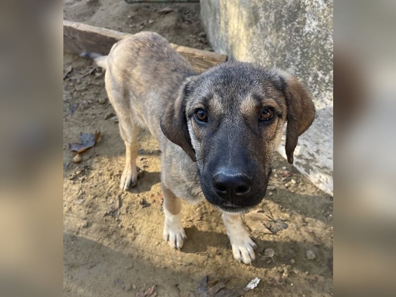 Ryn,  geb. ca. 06/2025, lebt in GRIECHENLAND, auf einer privaten Pflegestelle