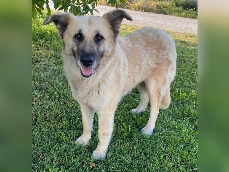 Pinja, geb. ca. 12/2021, lebt in GRIECHENLAND, auf einer privaten Pflegestelle