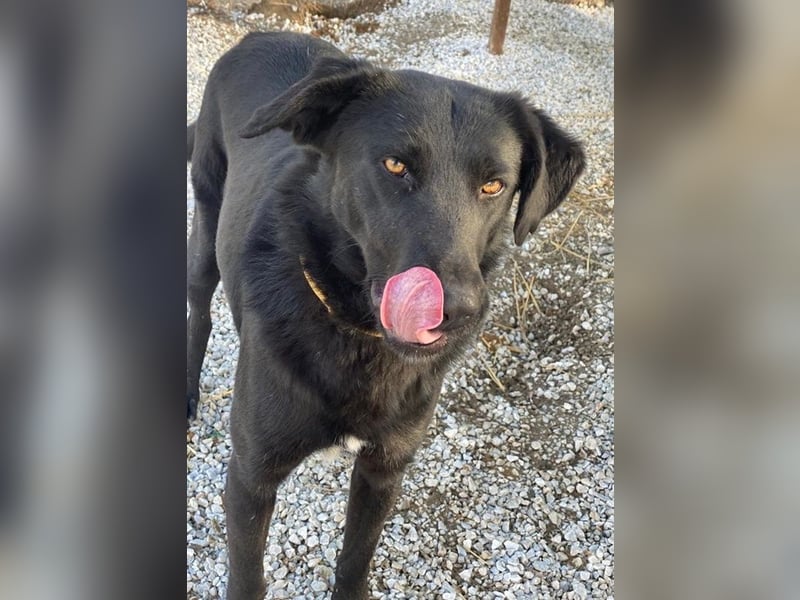 Dakar, geb. ca. 01/2019, lebt in GRIECHENLAND, im städt. Tierheim Serres