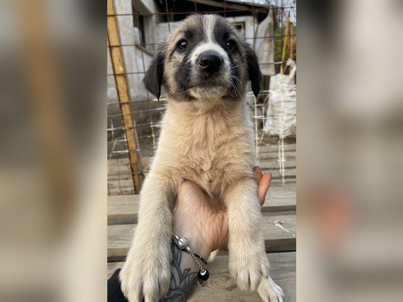 Grace, geb. ca. 08/2022, lebt in GRIECHENLAND, auf einer privaten Pflegestelle