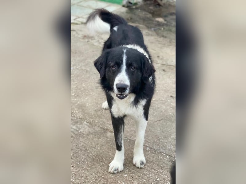 Quentin, geb. ca. 11/2022, lebt in GRIECHENLAND, im städt. Tierheim Serres