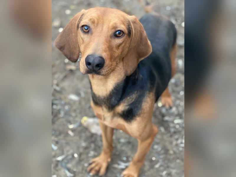 Ted, geb. ca. 01/2023, lebt in GRIECHENLAND, auf einer privaten Pflegestelle