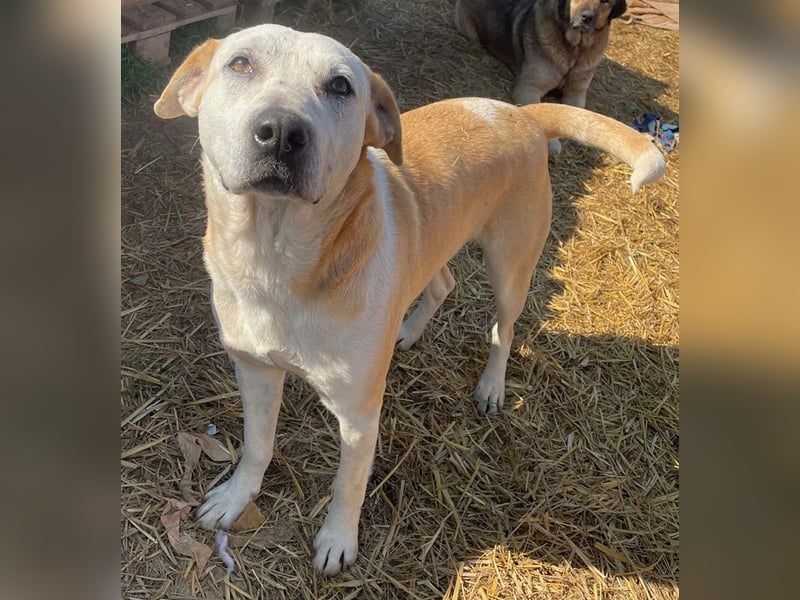 Ikarus, geb. ca. 04/2019, lebt in GRIECHENLAND, auf einem Gelände, wird notdürftig versorgt