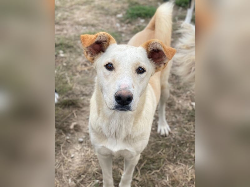 Kalena, geb. ca. 01/2025, lebt in GRIECHENLAND, im städt. Tierheim Serres