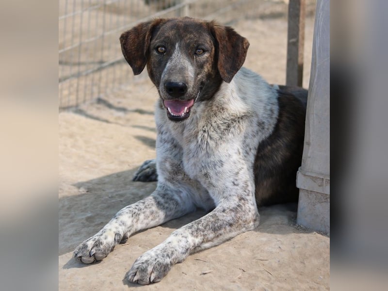 Naxos, geb. ca. 07/2020, lebt in GRIECHENLAND, im städt. Tierheim Serres