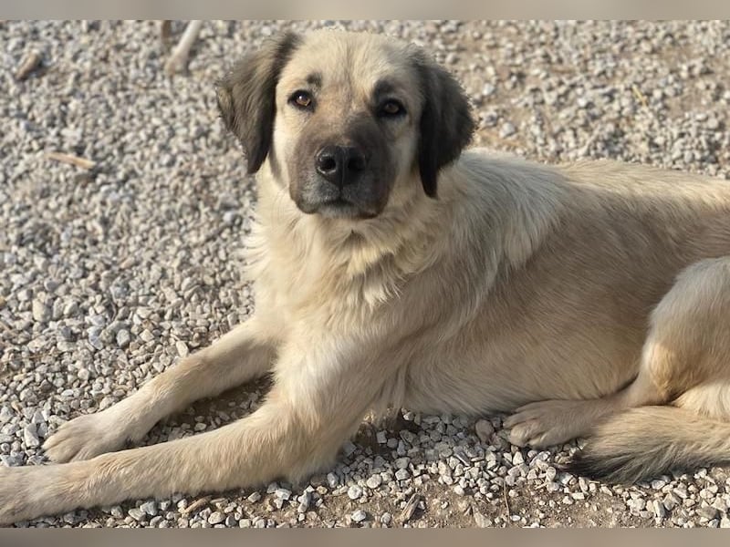 Frea, geb. ca. 02/2021, lebt in GRIECHENLAND, im städt. Tierheim Serres