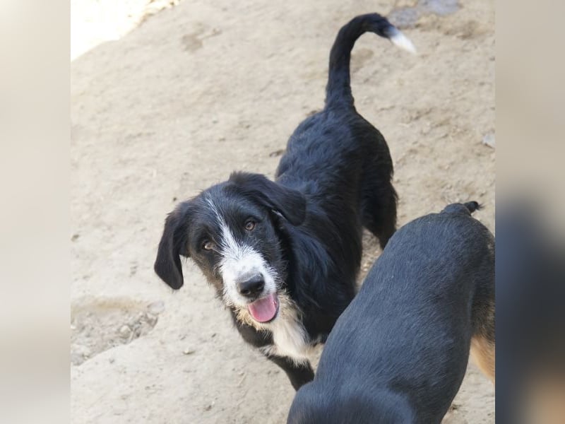 Kasimir, geb. ca. 09/2025, lebt in GRIECHENLAND, auf einer privaten Pflegestelle